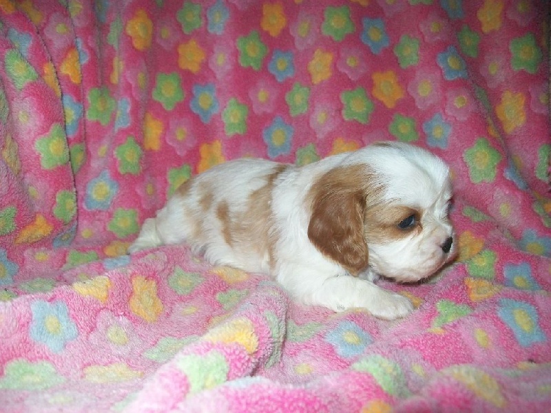 De La Contrée De Vulcain - Chiots disponibles - Cavalier King Charles Spaniel