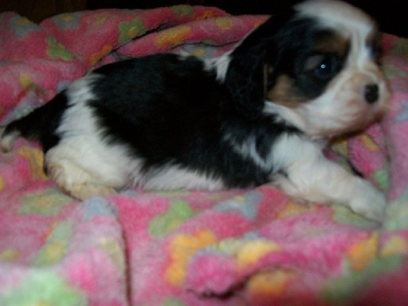 De La Contrée De Vulcain - Chiots disponibles - Cavalier King Charles Spaniel